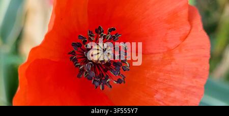 Nahaufnahme einer leuchtend roten Mohnblüte in der Schweizer Natur Stockfoto