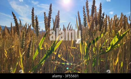 Reifes Gerstenfeld unter einem strahlend blauen Himmel und einer glühenden Sonne in der Schweiz Stockfoto