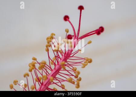 Lebendige Nahaufnahme der Fortpflanzungsorgane einer Hibiskusblüte, die rosa Filamenta, gelbe Staubbeutel und rote Narben in scharfer Detailgenauigkeit vor einem weichen Hintergrund zeigt Stockfoto