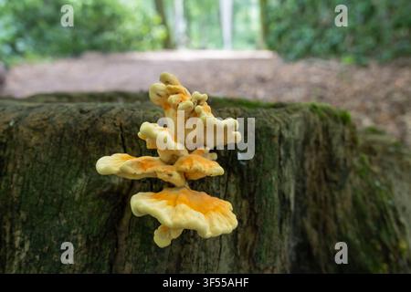 Henn-of-the-woods-Pilz wachsend auf einem Baumstumpf in einem Wald Stockfoto
