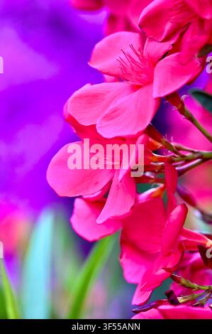 Makro-Nahaufnahme von leuchtend heißen rosa Oleanderblüten auf der rechten Seite mit einem weichen, verträumten violetten unscharfen Bokeh-Hintergrund und Kopierraum. Stockfoto