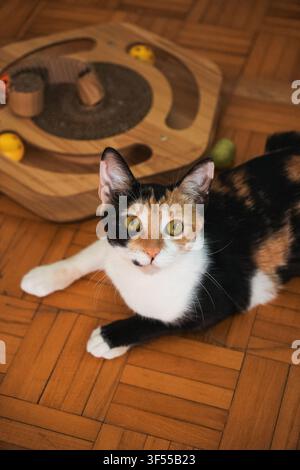 Junge Calico-Katze ruht drinnen und schaut direkt in die Kamera. Sauberes Haustierporträt, das ausdrucksstarke Augen, farbenfrohes Fell und ruhiges Verhalten betont. Stockfoto