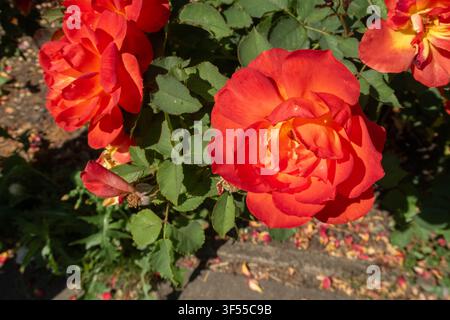 Orangenrosen, Holbeach, Lincolnshire, Juli 2026 Stockfoto