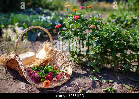 Nahaufnahme eines Weidenkorbes gefüllt mit Zinnien-Ernte. Blumenpflücken mit handgeflochtenem Sammelkorb und Gartenschere im Sommergarten. Stockfoto