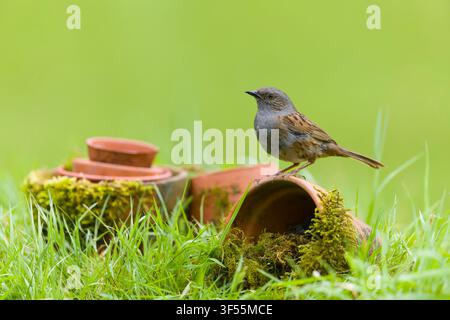 Dunnock Prunella modularis, Erwachsener auf Blumentöpfen, Suffolk, England, Juli Stockfoto