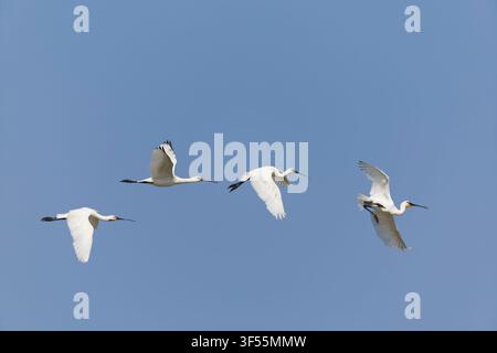 Eurasischer Löffler Platalea leucorodia, 3 Erwachsene und ein Jungvogel fliegen, Suffolk, England, Juli Stockfoto