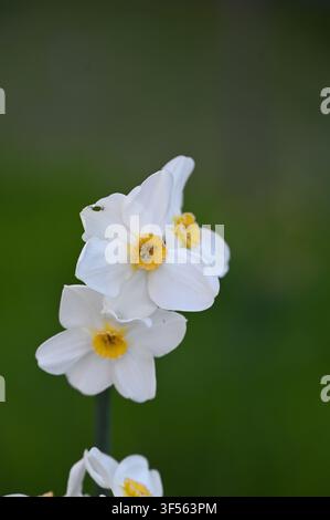 Nahaufnahme zarter weißer Narzissen mit leuchtend gelben Mittelpunkten, die sich wunderschön vor einem weich gefokussten grünen Hintergrund in einer natürlichen Umgebung abheben. Stockfoto