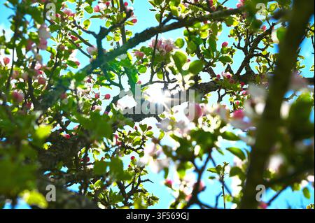 Eine Nahaufnahme von blühenden Apfelbaumzweigen, gefüllt mit lebhaften rosa Blütenknospen und offenen weißen Blüten, vor einem weichen, hellen Himmel und frischem grünen Laub. Stockfoto