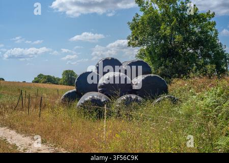 Ein großer Stapel runder Heuballen, fest in schwarzes Plastik eingewickelt, liegt in einem trockenen, sonnengetränkten Feld mit hohem Gras und verstreuten Wildblumen. Stockfoto