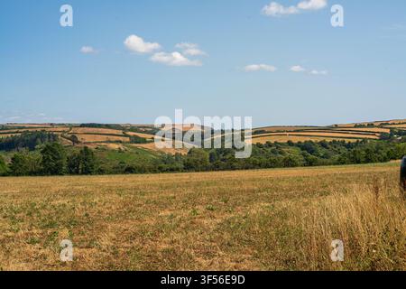 Eine Panoramaansicht der kornischen Landschaft mit sanft hügeligen, von trockenem, goldenem Gras und grünen Bäumen bedeckten Hügeln unter einem strahlend blauen Himmel. Stockfoto