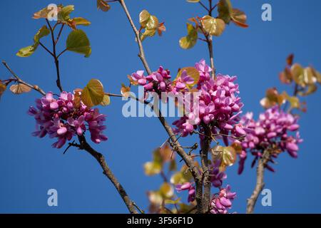 Ein europäischer Cercis, auch bekannt als Judasbaum, in voller Blüte an einem klaren, sonnigen Frühlingstag in Israel. Stockfoto