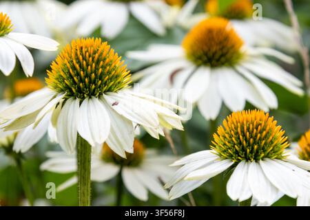Nahaufnahme von weißen Echinacea-Blüten mit leuchtend orangefarbenen Mittelteilen, die in einem üppigen grünen Garten wachsen. Perfekt für botanische, Natur- und Sommergartenthemen Stockfoto