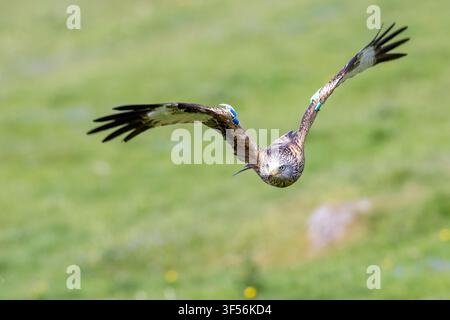 Markierter Roter Milan, Milvus milvus, fliegt über Ackerland auf der Bellymack Hill Farm, Laurieston, Dumfries und Galloway, Schottland. 2026. Stockfoto