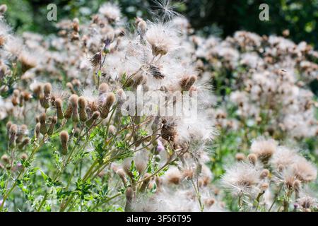 Flauschige, reife Samen köpfe von Kriechdistel (Cirsium arvense) mit weißem Distelflaum, bereit für den Windvertrieb. Kent, UK Stockfoto