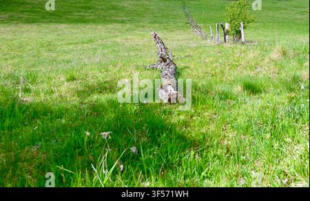 Ein verwitterter und moosiger umgestürzter Baumstamm, der auf einem üppigen grünen Grasfeld ruht, mit einem alten ländlichen Zaun, der im Hintergrund unter natürlichem Tageslicht verblasst. Stockfoto
