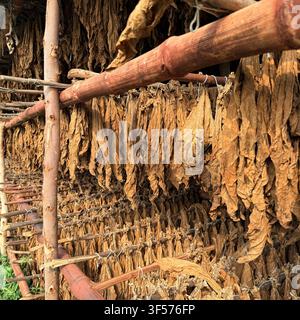 Ansicht von Tabakblättern, die zum Trocknen auf Holzgestellen in einem traditionellen Trockenschuppen in Mingora, Khyber Pakhtunkhwa, Pakistan hängen. Stockfoto