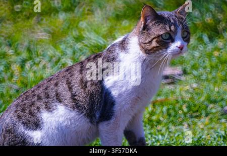 Die graue Katze jagt in der Wildnis Stockfoto