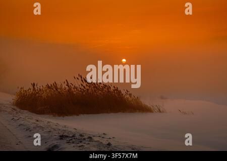 Eine wunderschöne minimalistische Winterlandschaft mit einem Fleck trockener brauner Schilfrohre in einem tief verschneiten Feld in der Morgendämmerung. Die Sonne steigt wie ein goldener Ball auf Stockfoto