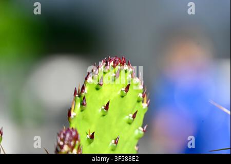 Eine Makrofotografie, die sich auf das hellgrüne Polster eines Opuntienkaktus konzentriert, mit scharfen rötlich-braunen Stacheln und neuem Wachstum vor einem weichen verschwommenen Hintergrund. Stockfoto
