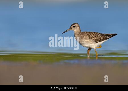 Waldschnepfe (Tringa glareola) läuft in flachem Wasser mit einer wunderschönen Blauen-Himmel-Reflexion. Professionelle Wildtier-Stockfotografie. Stockfoto