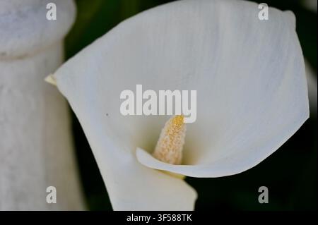 Eine detaillierte Makroaufnahme, die sich eng auf das Zentrum einer makellosen weißen Calla-Blüte konzentriert und dabei ihren markanten gelben Spadix und die glatte Blütenblattstruktur hervorhebt. Stockfoto