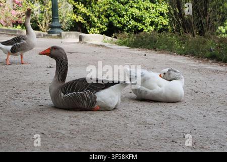 Männliche und weibliche Gans, die auf einem Parkweg ruhen, mit anderen Gänsen im Hintergrund. Friedliche Wildtierszene im Freien, aufgenommen in warmem natürlichen Licht Stockfoto