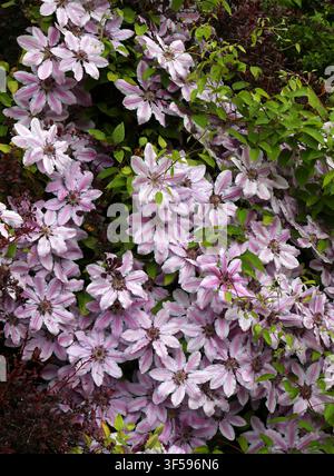 Nelly Moser Clematis oder Großblumiger Clematis, Clematis 'Nelly Moser', Ranunculaceae. Schottland, UK. Clematis 'Nelly Moser'. Stockfoto
