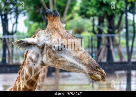 Ein Nahaufnahme-Porträt einer Kapgiraffe (Giraffa giraffa giraffa) betont ihr gemustertes Gesicht, die langen Wimpern und den sanften Ausdruck. Stockfoto