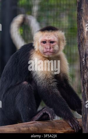 Ein panamaischer Weißgesicht-Kapuziner Cebus imitator beobachtet aufmerksam und zeigt sein charakteristisches blasses Gesicht und dunkles Fell. Stockfoto