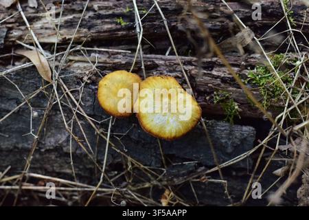 Zwei Pilze, die auf Baumrinde wachsen, Ansicht von oben Stockfoto