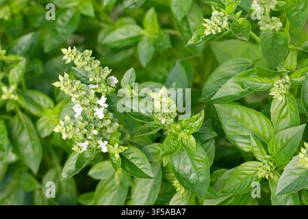 Frische grüne Basilikumpflanze mit kleinen weißen Blüten, die im Heimkräutergarten unter weichem Tageslicht wächst, mit glänzenden Blättern Stockfoto