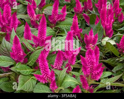 Lebendige rosa gefiederte Hahnenkammblumen, Celosia argentea var. plumosa, blühend im Garten, Hintergrund Stockfoto