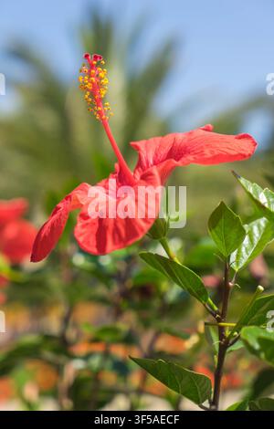 Hellroter Hibiscus rosa-sinensis, aufgenommen in einem detaillierten Makrofoto in einem sonnigen Garten Stockfoto