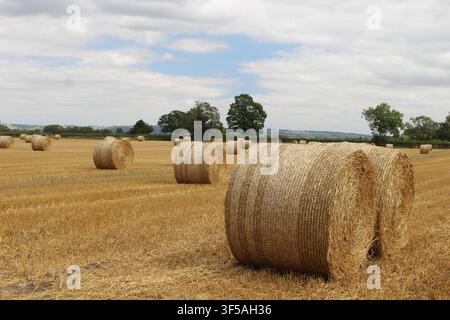 Zylindrische Heuballen, die in einem englischen Feld unter einem teilweise blauen Himmel auf die Abholung warten Stockfoto