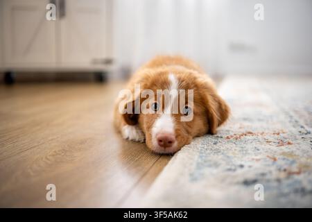 Toller Retriever-Welpe liegt zu Hause auf dem Boden Stockfoto