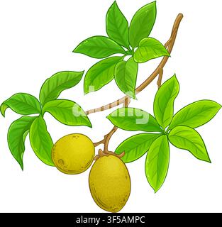 Baobab-Ast farbige detaillierte Illustration. Stock Vektor