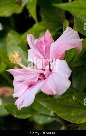 Rosa Hibiskus-Blume Stockfoto