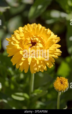 Gelbe Ringelblumen Stockfoto