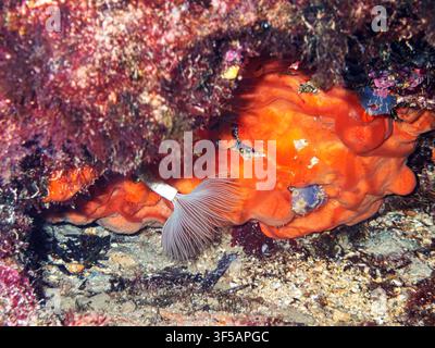 Lebendiger orangefarbener Schwamm und weißer Röhrenwurm in einem Unterwasser-Höhlenriff Stockfoto