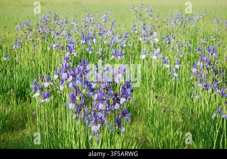 Sibirische Flaggenwiese Iris sibirica detaillierte Wildblume schöne prächtige Pflanze Feuchtgebiet Perrys blau gelb lila Sommerhimmel große Blütenblätter Stockfoto
