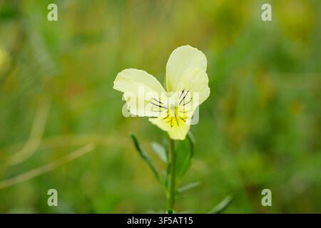 Berg-Violett sudetische Viola lutea subsp. sudetica gelbe elegante sudetische Blumenpflanze bewunderte Wildblume ausdauernde Staude Violaceae Bergblass Stockfoto