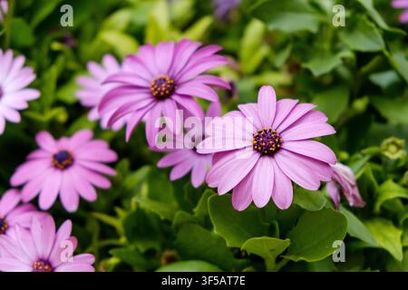 Lila Osteospermum-Blüten mit gelben Mittelpunkten, die zwischen grünen Blättern in einem Garten wachsen Stockfoto
