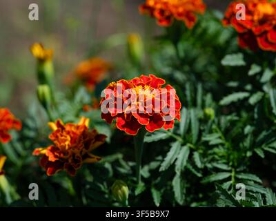 Eine Nahaufnahme von leuchtend orangefarbenen und roten Ringelblumen, die an einem Strauch mit dunkelgrünen Blättern in einem Garten blühen. Stockfoto