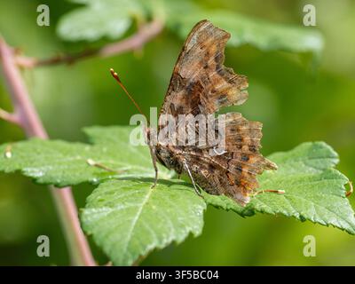 Kommafalter (Polygonia c-album), Ansicht der Unterseite zeigt das weiße Zeichen in Form eines Kommas, England, UK Stockfoto
