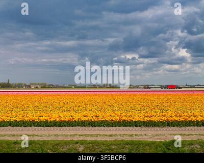 Helle gelbe und rosa Tulpenfelder blühen in den Niederlanden unter einem dramatischen Frühlingshimmel Stockfoto