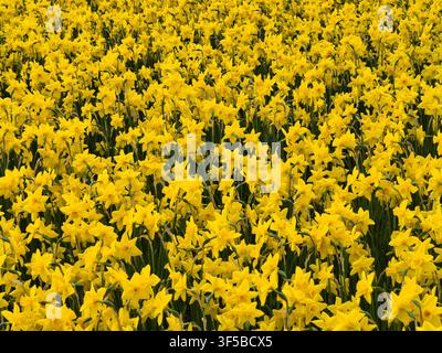 Ein dichtes Feld leuchtend gelber Narzissen blüht über den niederländischen Blumenzwiebel Feldern in den Niederlanden und schafft einen fröhlichen Frühlingsblumenhintergrund Stockfoto