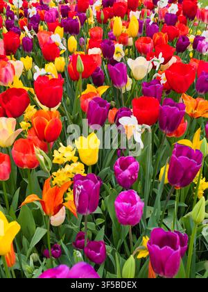 Helle rote, gelbe, violette und weiße Tulpen schaffen eine lebendige Frühlingsblumenauslage in niederländischen Zwiebel Feldern in den Niederlanden Stockfoto