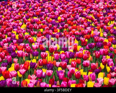 Hellrote, rosa, lila und gelbe Tulpen blühen in dichten niederländischen Blumenzwiebel Feldern in den Niederlanden im Frühling Stockfoto