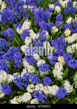 Lebendige lila und weiße Hyazintenblüten schaffen einen üppigen frühlingsblumigen Hintergrund in den Niederlanden Stockfoto