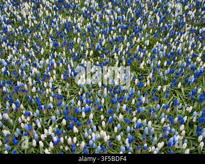 Dichte blaue und weiße Grape Hyazinthen blühen über den niederländischen Blumenzwiebel Feldern in den Niederlanden und schaffen ein lebendiges Frühlingsblumenmuster Stockfoto